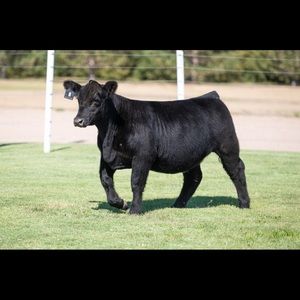 Meet your Posher, Bailey